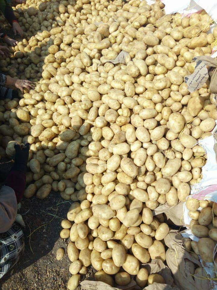 Aton Green Egypt Fresh Fruits & Vegetables